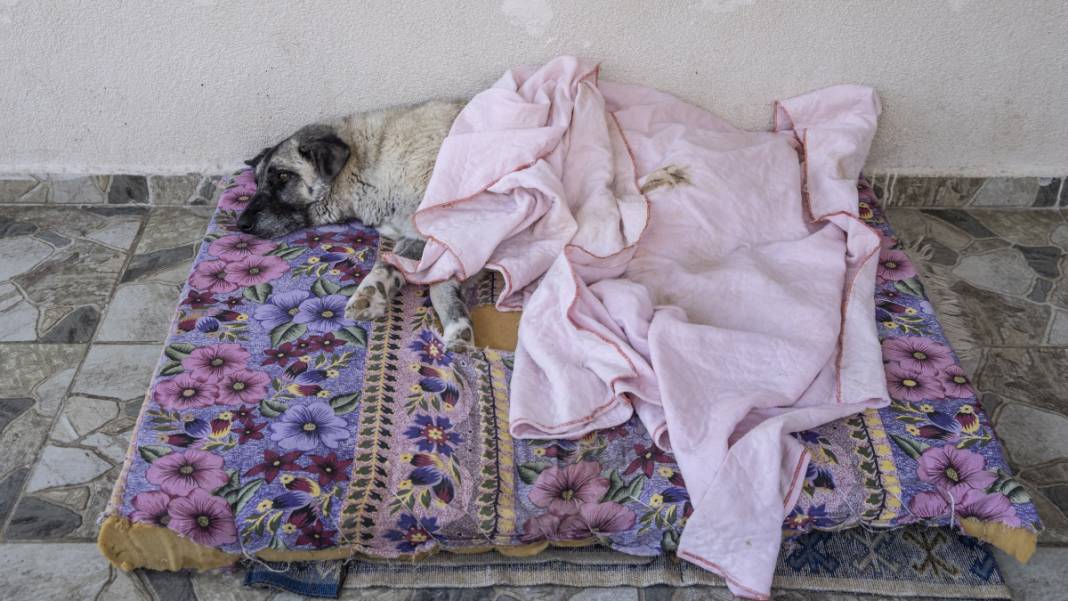 'Gümüş' hayata adım attı 2